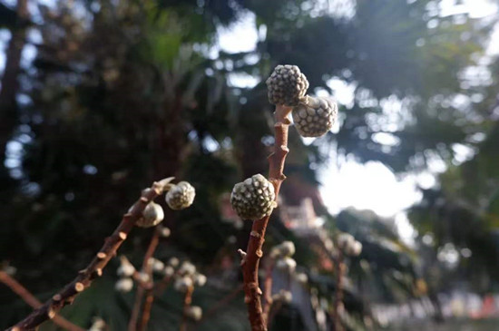 雨水降，萬物蘇(圖4)