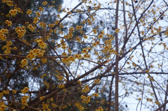 雨水降，萬物蘇(圖3)
